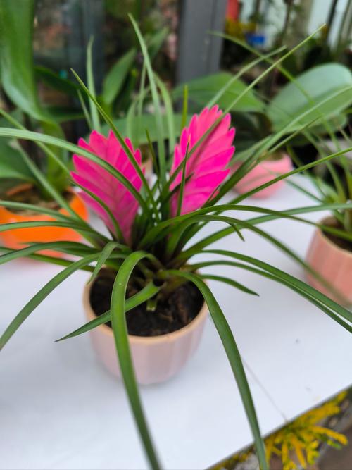 铁兰花什么时候开花，铁兰花什么时候换盆