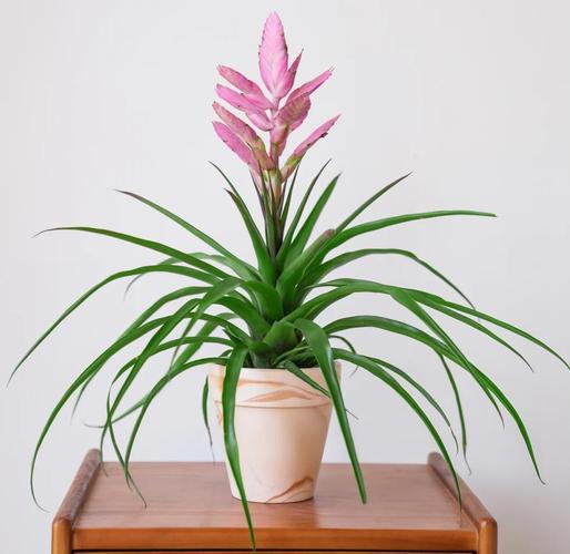 铁兰花什么时候开花，铁兰花什么时候换盆-第2张图片-优品飞百科