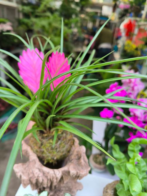 铁兰花什么时候开花，铁兰花什么时候换盆-第3张图片-优品飞百科