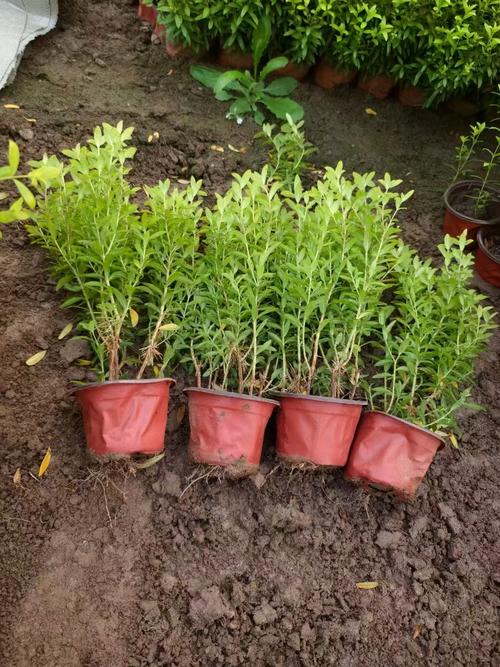 满天星换盆以后几天可以施肥，满天星移盆后怎么养护-第2张图片-优品飞百科