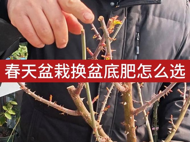 满天星换盆以后几天可以施肥，满天星移盆后怎么养护-第3张图片-优品飞百科