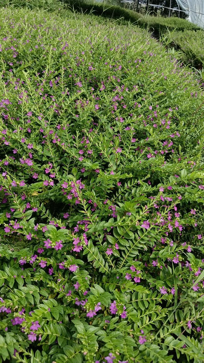 满天星换盆以后几天可以施肥，满天星移盆后怎么养护-第4张图片-优品飞百科