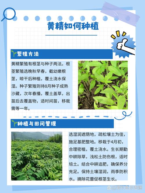 包含多花黄精的繁殖方式的词条-第1张图片-优品飞百科