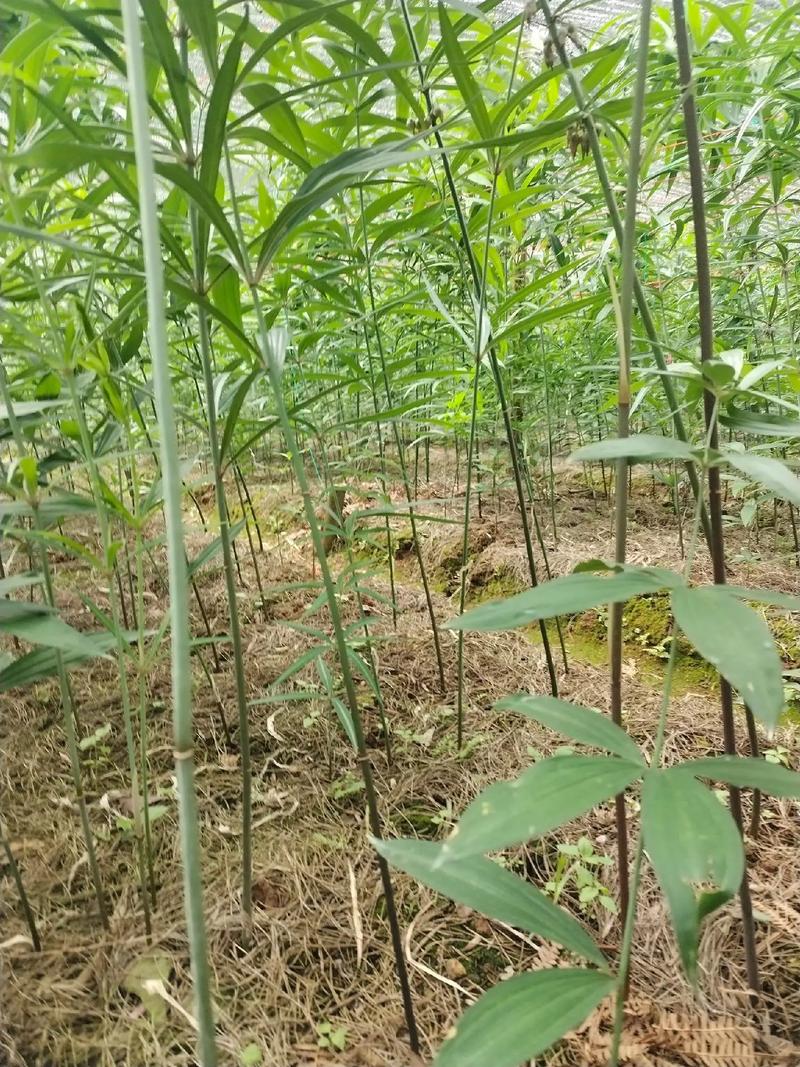 包含多花黄精的繁殖方式的词条-第2张图片-优品飞百科