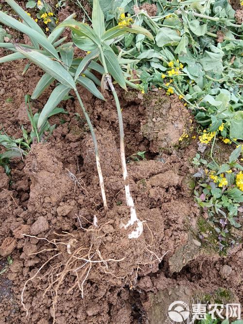 包含多花黄精的繁殖方式的词条-第3张图片-优品飞百科