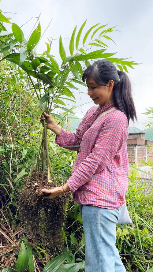 包含多花黄精的繁殖方式的词条-第4张图片-优品飞百科