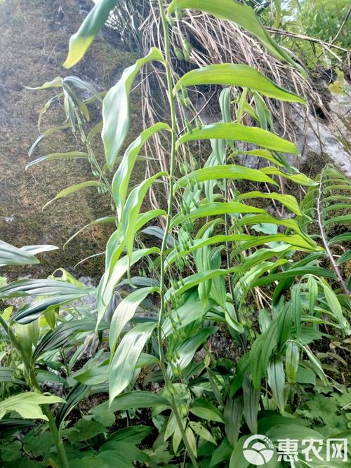 包含多花黄精的繁殖方式的词条-第5张图片-优品飞百科