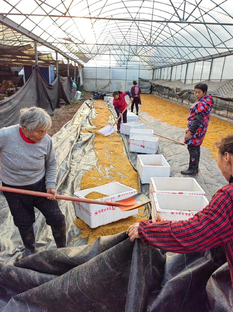 包含多花黄精的繁殖方式的词条-第6张图片-优品飞百科