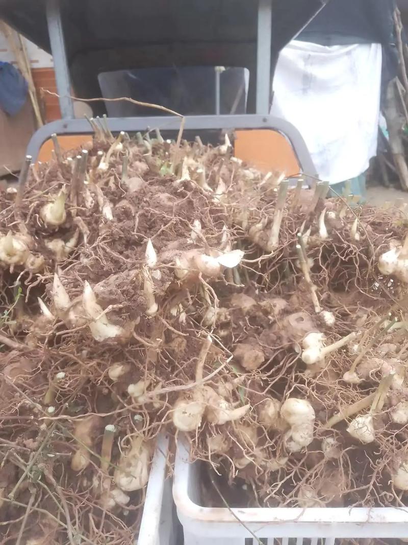 包含多花黄精的繁殖方式的词条-第7张图片-优品飞百科