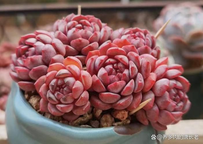 10个养肉误区，养肉肉有什么坏处