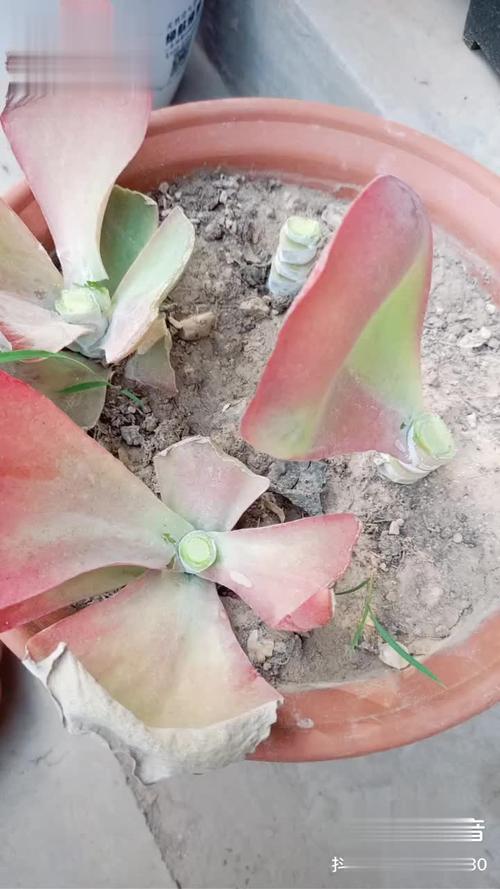 包含唐印多肉植物的养殖方法的词条