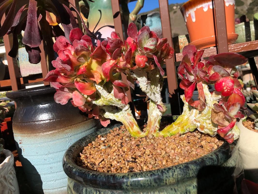 包含唐印多肉植物的养殖方法的词条-第2张图片-优品飞百科