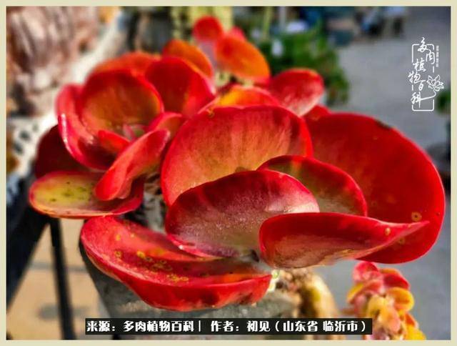 包含唐印多肉植物的养殖方法的词条-第3张图片-优品飞百科