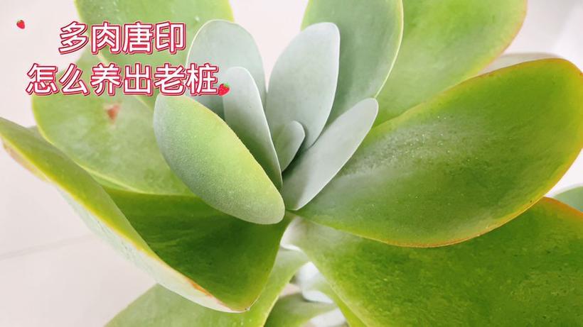 包含唐印多肉植物的养殖方法的词条-第4张图片-优品飞百科