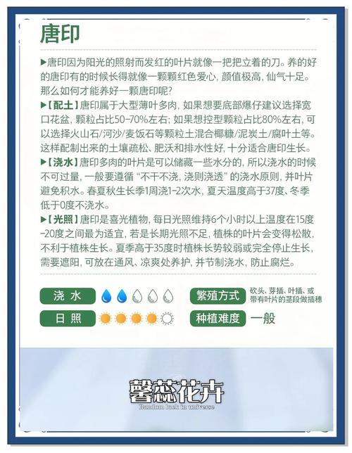 包含唐印多肉植物的养殖方法的词条-第5张图片-优品飞百科