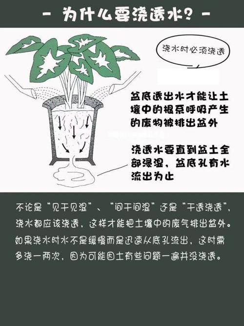 养花见干见湿的判断，养花见干见湿的判断方法