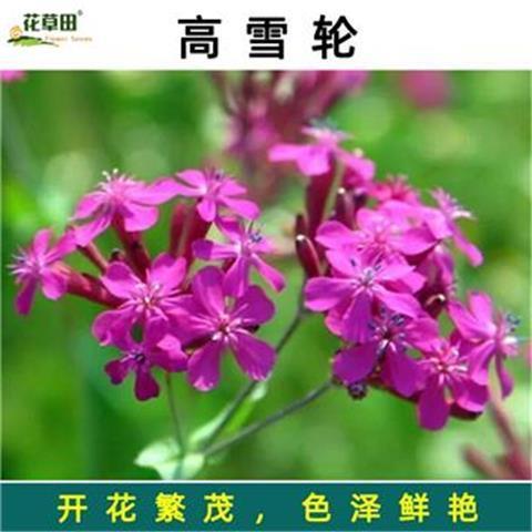 高雪轮怎么播种?高雪轮播种到开花需要多久?-第3张图片-优品飞百科 高雪轮怎么播种?高雪轮播种到开花需要多久?-第3张图片-优品飞百科