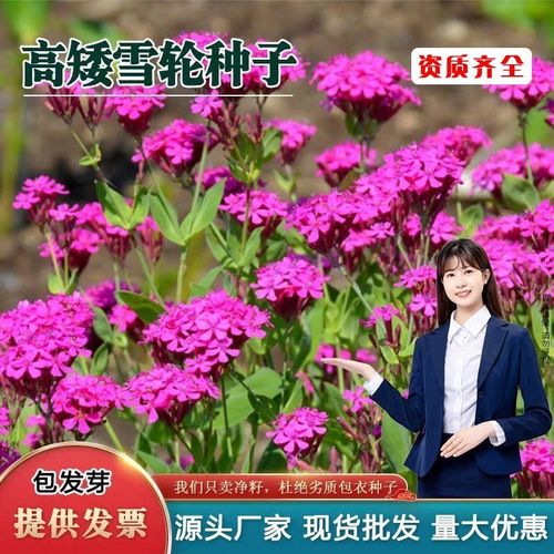 高雪轮怎么播种?高雪轮播种到开花需要多久?-第4张图片-优品飞百科 高雪轮怎么播种?高雪轮播种到开花需要多久?-第4张图片-优品飞百科