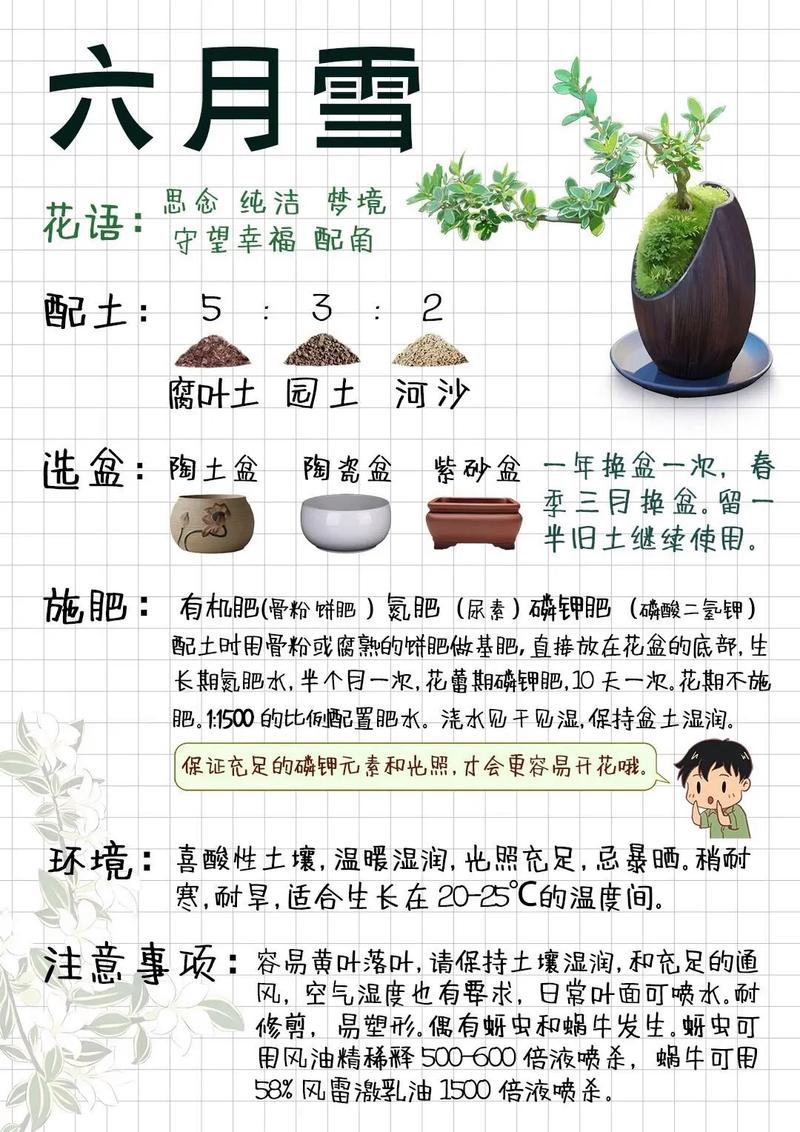 高雪轮怎么播种?高雪轮播种到开花需要多久?-第5张图片-优品飞百科 高雪轮怎么播种?高雪轮播种到开花需要多久?-第5张图片-优品飞百科