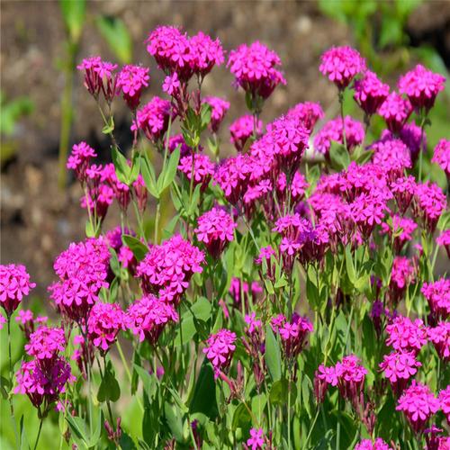 高雪轮怎么播种?高雪轮播种到开花需要多久?-第6张图片-优品飞百科 高雪轮怎么播种?高雪轮播种到开花需要多久?-第6张图片-优品飞百科