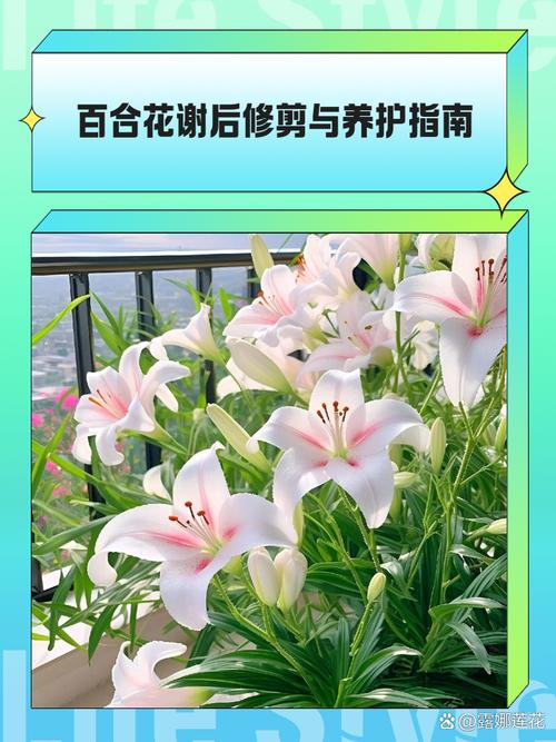 百合花的修剪方法，百合花如何剪枝？