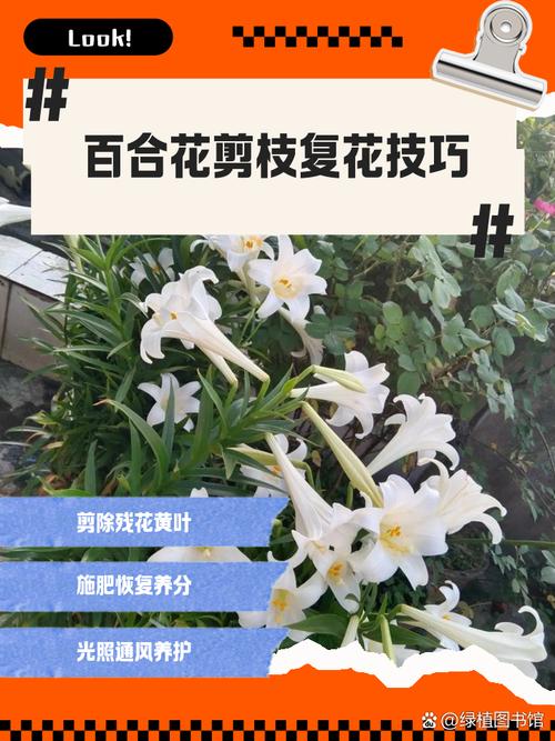 百合花的修剪方法，百合花如何剪枝？-第2张图片-优品飞百科