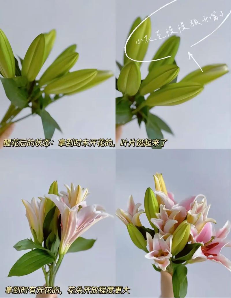百合花的修剪方法，百合花如何剪枝？-第4张图片-优品飞百科