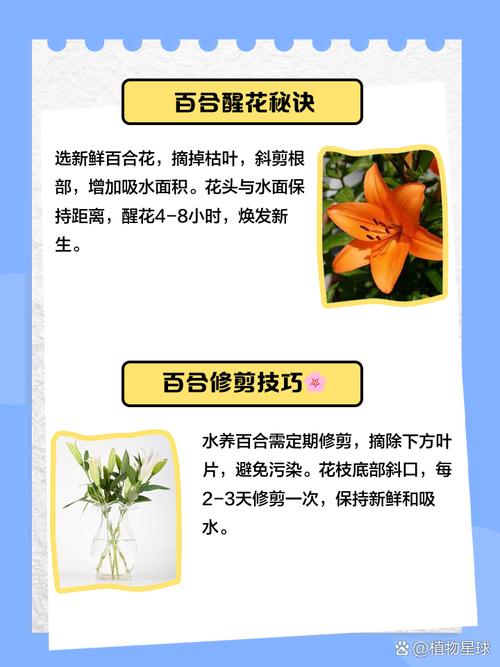 百合花的修剪方法，百合花如何剪枝？-第5张图片-优品飞百科