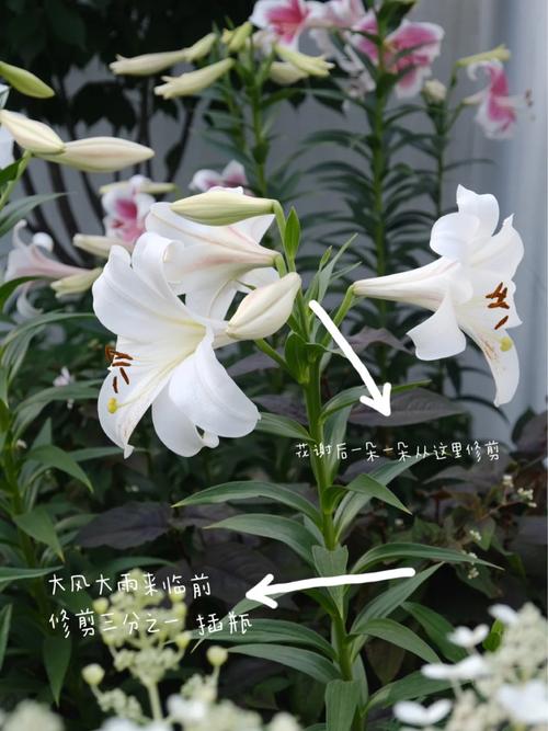 百合花的修剪方法，百合花如何剪枝？-第7张图片-优品飞百科