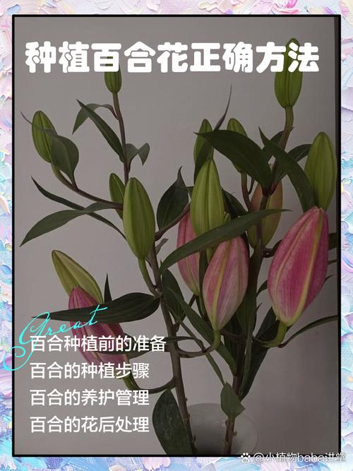 百合花的修剪方法，百合花如何剪枝？-第8张图片-优品飞百科