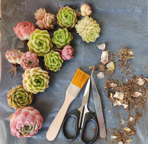 多肉种植方法，多肉种植方法和注意事项？