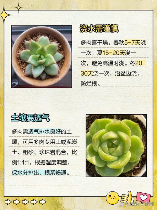 多肉种植方法,多肉种植方法和注意事项?-第2张图片-优品飞百科 多肉种植方法,多肉种植方法和注意事项?-第2张图片-优品飞百科