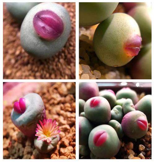 多肉种植方法,多肉种植方法和注意事项?-第4张图片-优品飞百科 多肉种植方法,多肉种植方法和注意事项?-第4张图片-优品飞百科