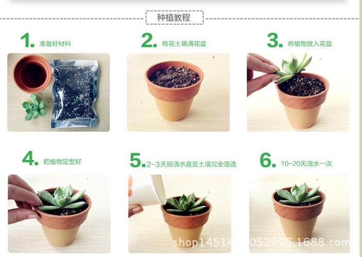 多肉种植方法,多肉种植方法和注意事项?-第5张图片-优品飞百科 多肉种植方法,多肉种植方法和注意事项?-第5张图片-优品飞百科