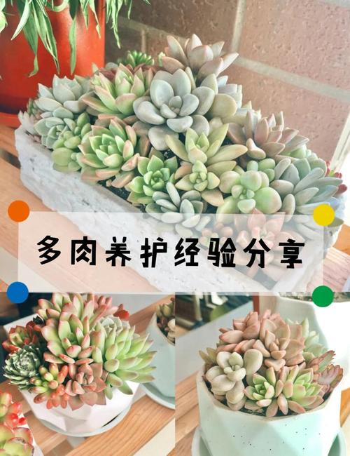 多肉种植方法,多肉种植方法和注意事项?-第6张图片-优品飞百科 多肉种植方法,多肉种植方法和注意事项?-第6张图片-优品飞百科
