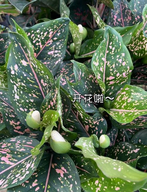 亮丝草怎么养，亮丝草怎么养护和管理？