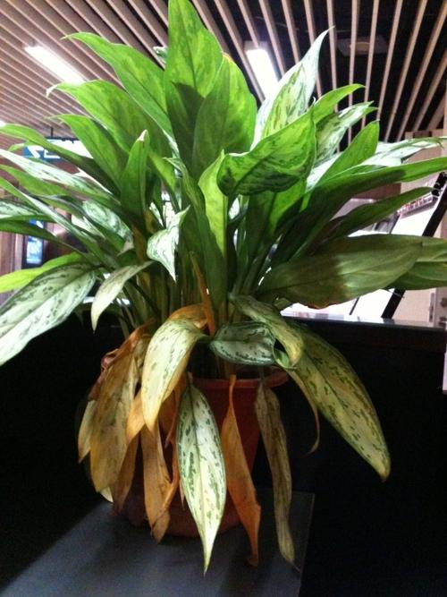 亮丝草怎么养，亮丝草怎么养护和管理？-第2张图片-优品飞百科