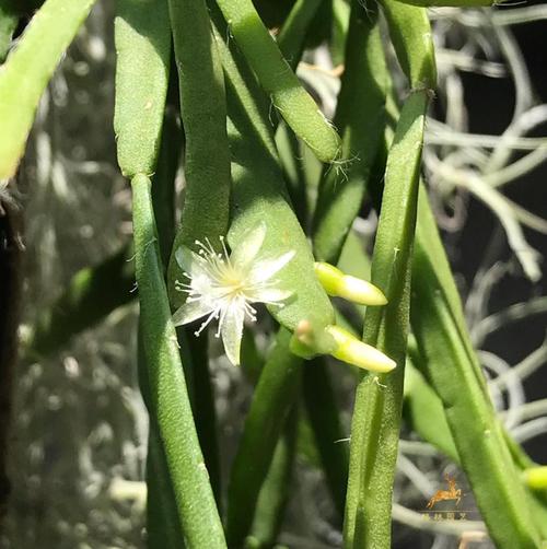 亮丝草怎么养，亮丝草怎么养护和管理？-第4张图片-优品飞百科