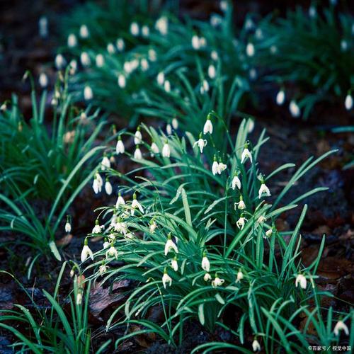 亮丝草怎么养，亮丝草怎么养护和管理？-第5张图片-优品飞百科