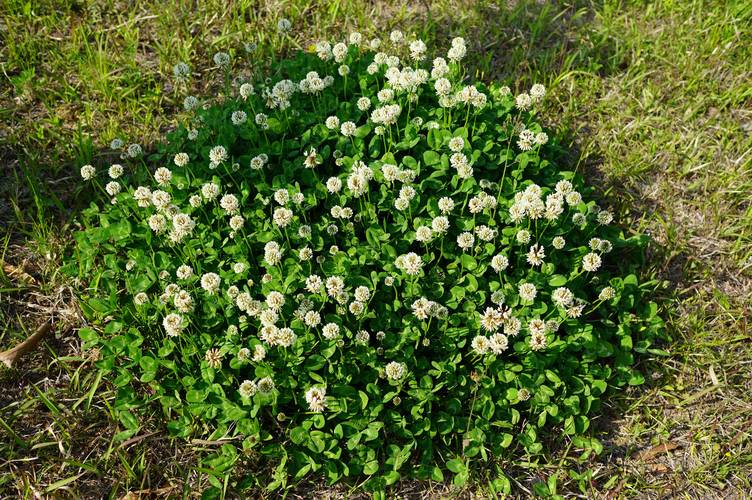 亮丝草怎么养，亮丝草怎么养护和管理？-第6张图片-优品飞百科