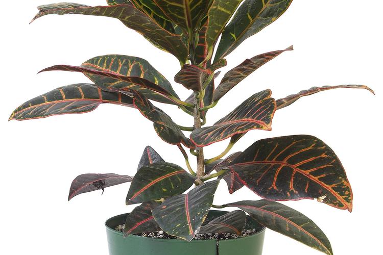 亮丝草怎么养，亮丝草怎么养护和管理？-第7张图片-优品飞百科