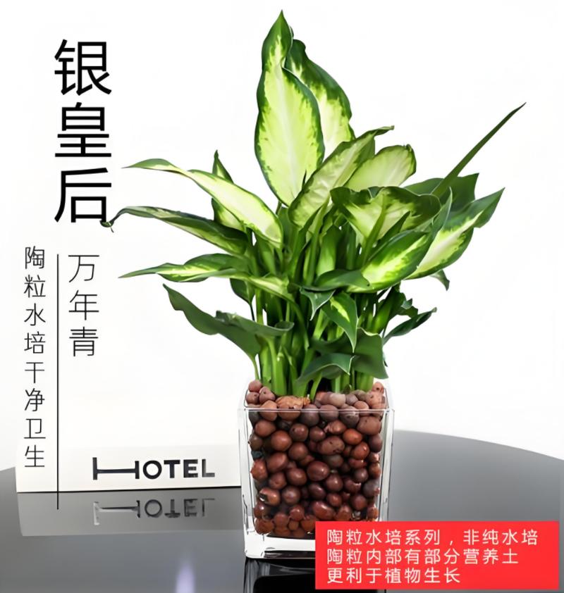 亮丝草怎么养，亮丝草怎么养护和管理？-第8张图片-优品飞百科