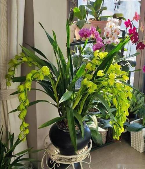 养了这么多花才知道？养这么多花的说说？