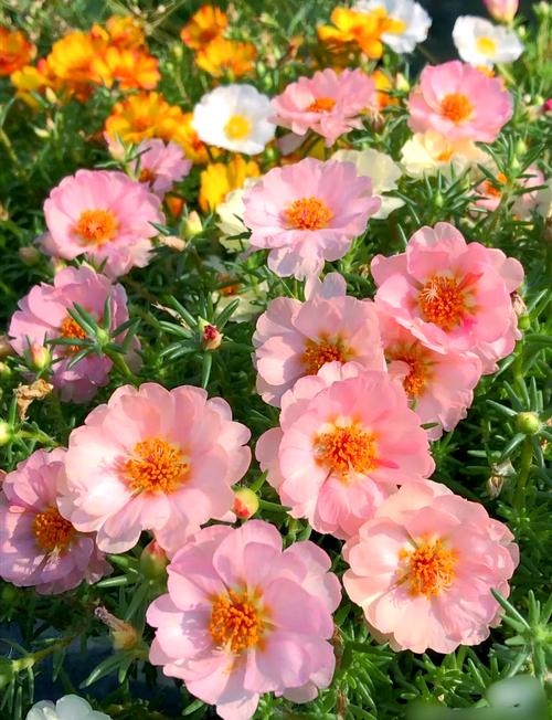 养了这么多花才知道？养这么多花的说说？-第2张图片-优品飞百科