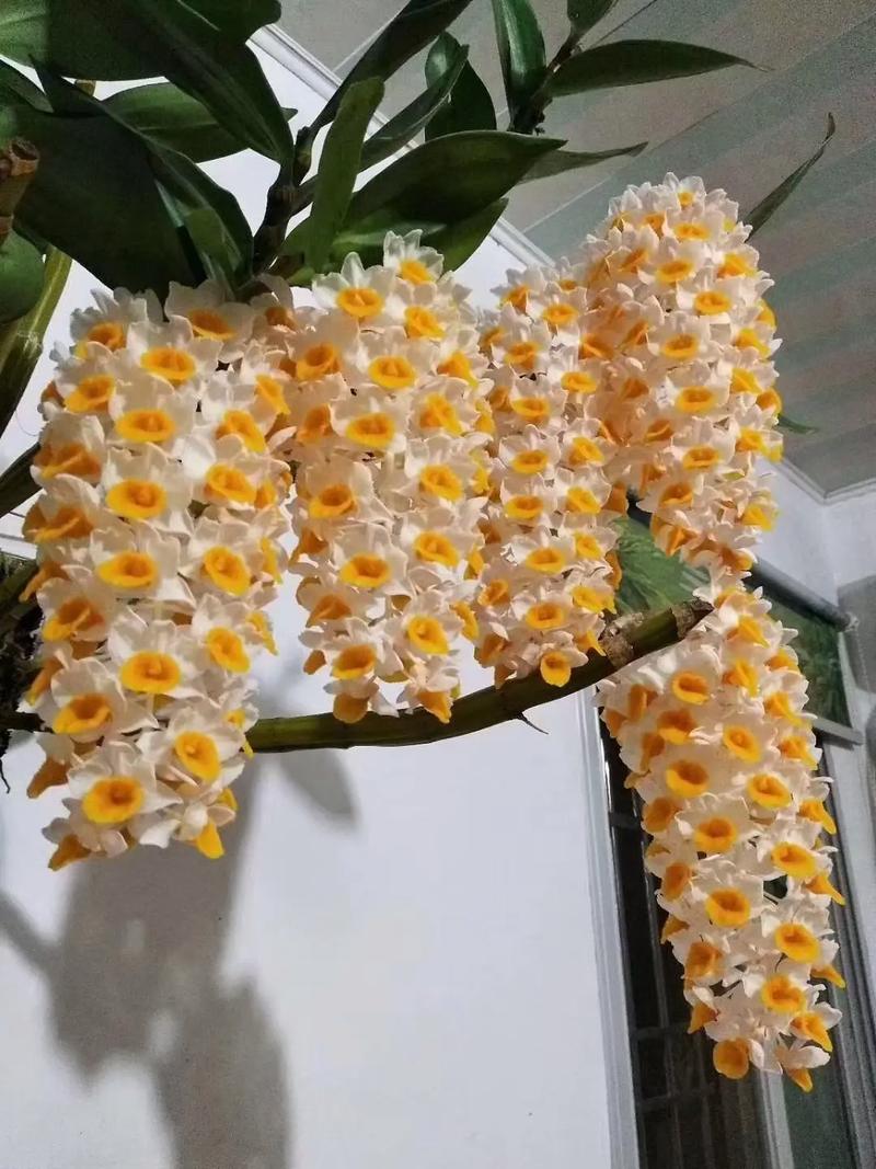 养了这么多花才知道？养这么多花的说说？-第3张图片-优品飞百科