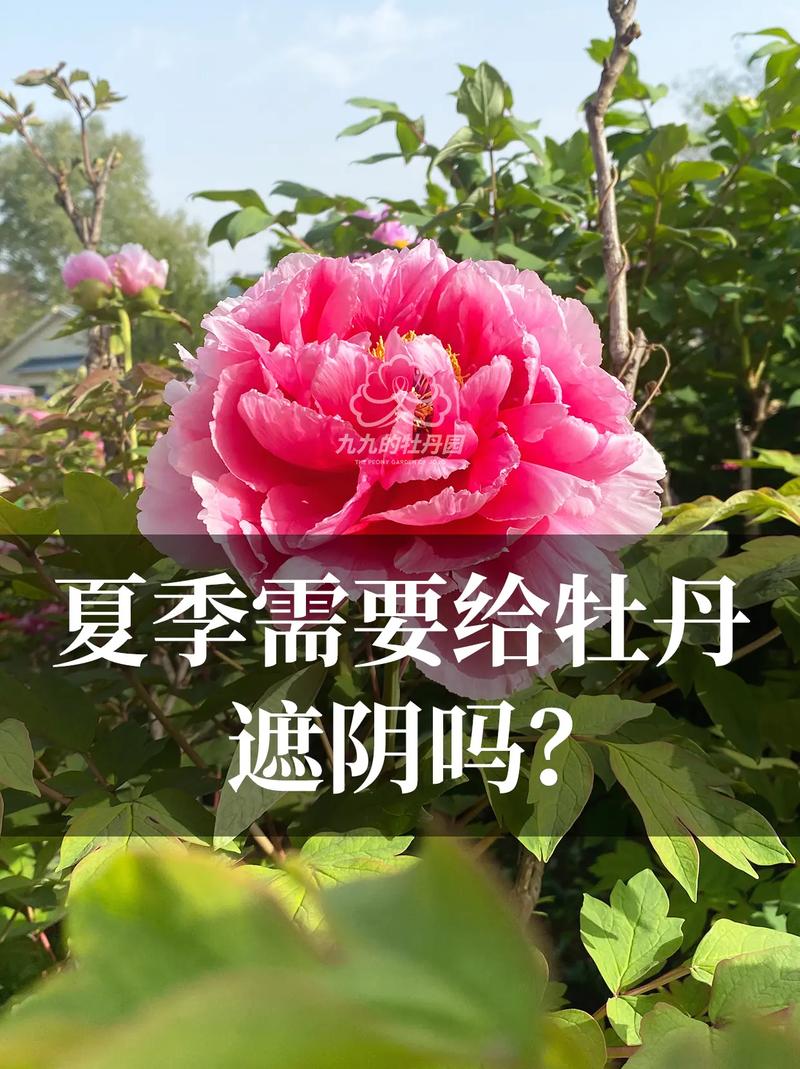 养了这么多花才知道？养这么多花的说说？-第4张图片-优品飞百科