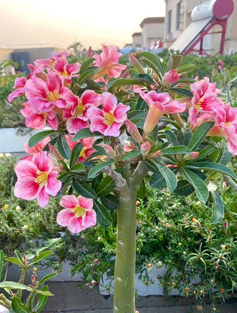 养了这么多花才知道？养这么多花的说说？-第6张图片-优品飞百科