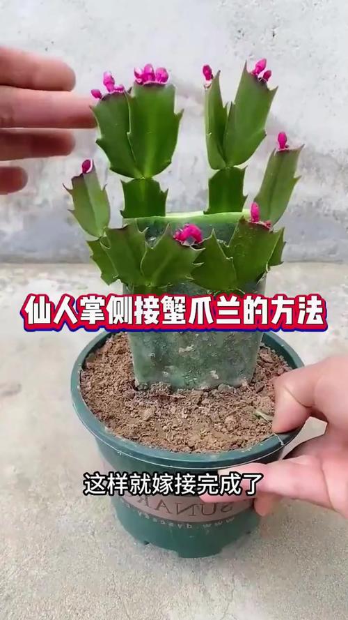 如何嫁接蟹爪兰，如何嫁接蟹爪兰示意图