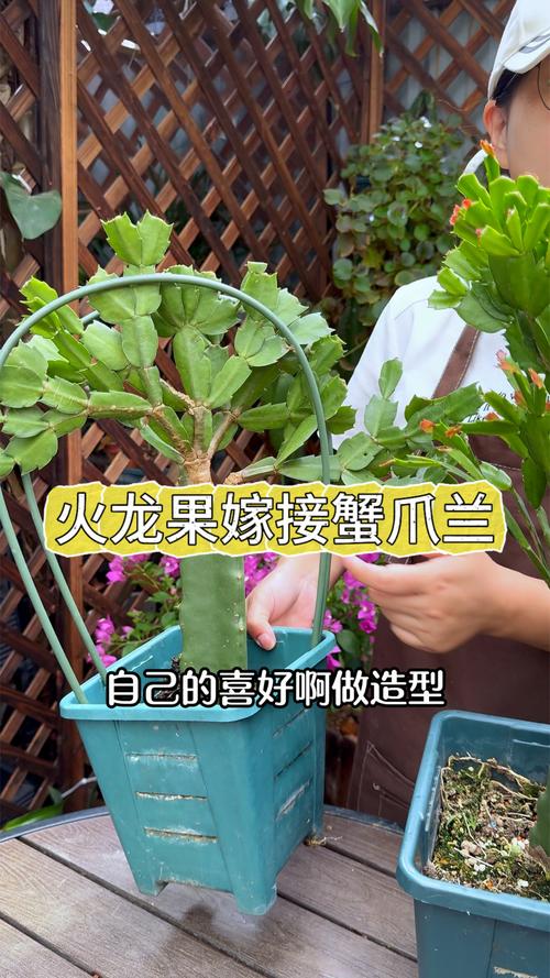 如何嫁接蟹爪兰,如何嫁接蟹爪兰示意图-第2张图片-优品飞百科 如何嫁接蟹爪兰,如何嫁接蟹爪兰示意图-第2张图片-优品飞百科