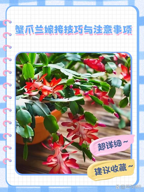 如何嫁接蟹爪兰,如何嫁接蟹爪兰示意图-第3张图片-优品飞百科 如何嫁接蟹爪兰,如何嫁接蟹爪兰示意图-第3张图片-优品飞百科